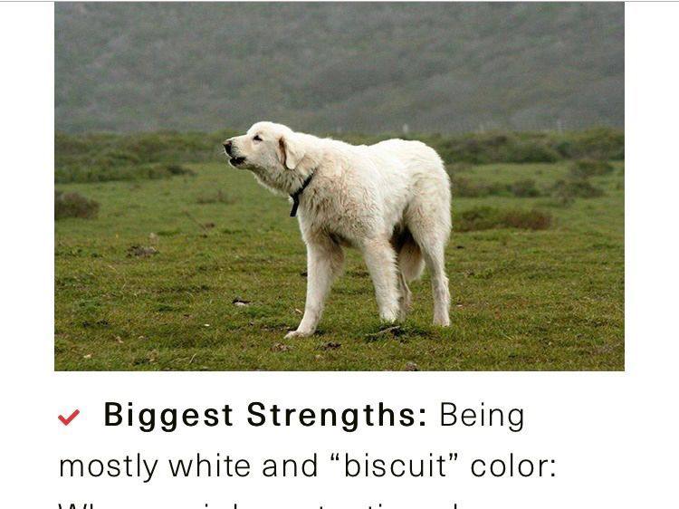 Biggest Strengths: Being “biscuit” color mostly white and