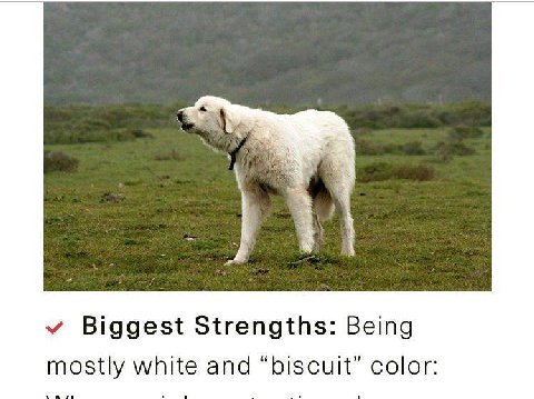 Biggest Strengths: Being “biscuit” color mostly white and