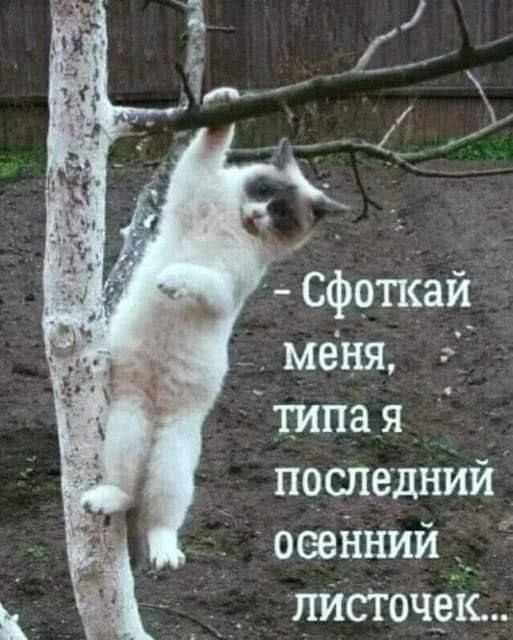 13 Сфоткай 4 меня, типая последний осенний листочек...