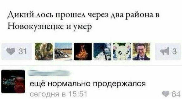 Дикий лось прошел через два района в Новокузнецке и умер еще нормально продержался