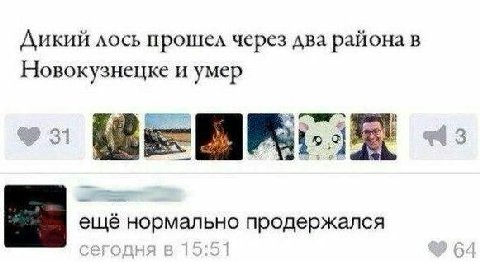 Дикий лось прошел через два района в Новокузнецке и умер еще нормально продержался