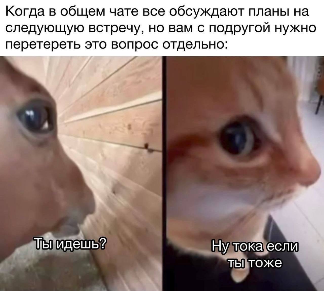 Когда в общем чате все обсуждают планы на следующую встречу, но вам с подругой нужно перетереть это вопрос отдельно: 4 Ты идешь? Ну тока если ты тоже