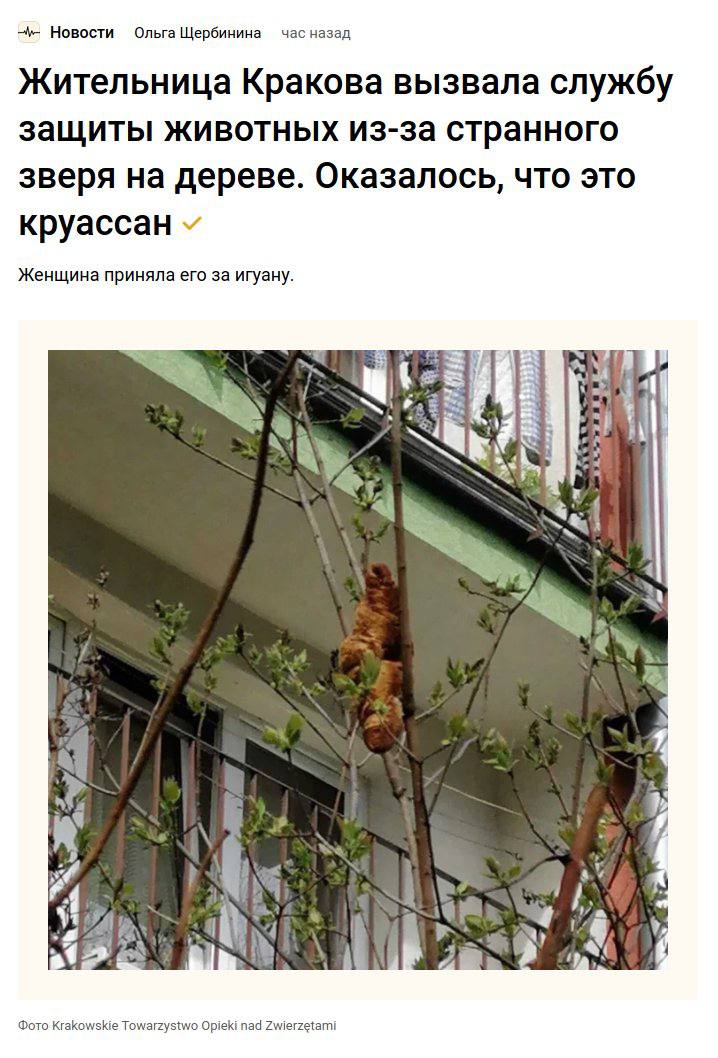 Новости Ольга Щербинина час назад Жительница Кракова вызвала службу защиты животных из-за странного зверя на дереве. Оказалось, что это круассан Женщина приняла его за игуану. if 4 1 В 2 Фото Krakowsk