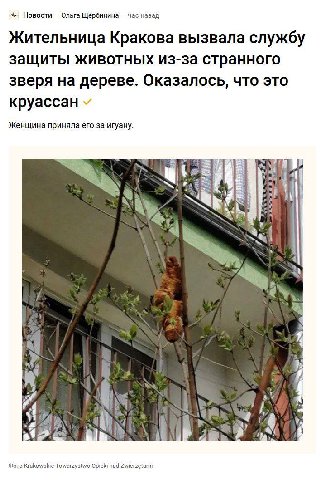 Новости Ольга Щербинина час назад Жительница Кракова вызвала службу защиты животных из-за странного зверя на дереве. Оказалось, что это круассан Женщина приняла его за игуану. if 4 1 В 2 Фото Krakowsk