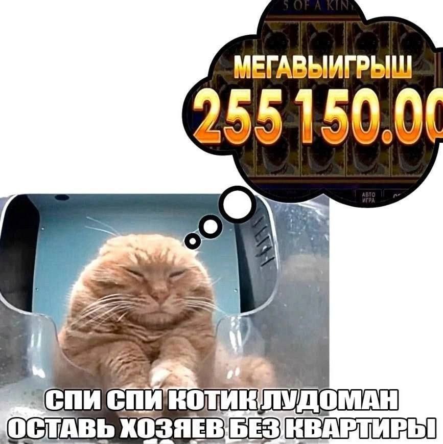 МЕГАВЫИГРЫШ 255150. cnt КОТИК ОСТАВЬ ХОЗЯЕВ