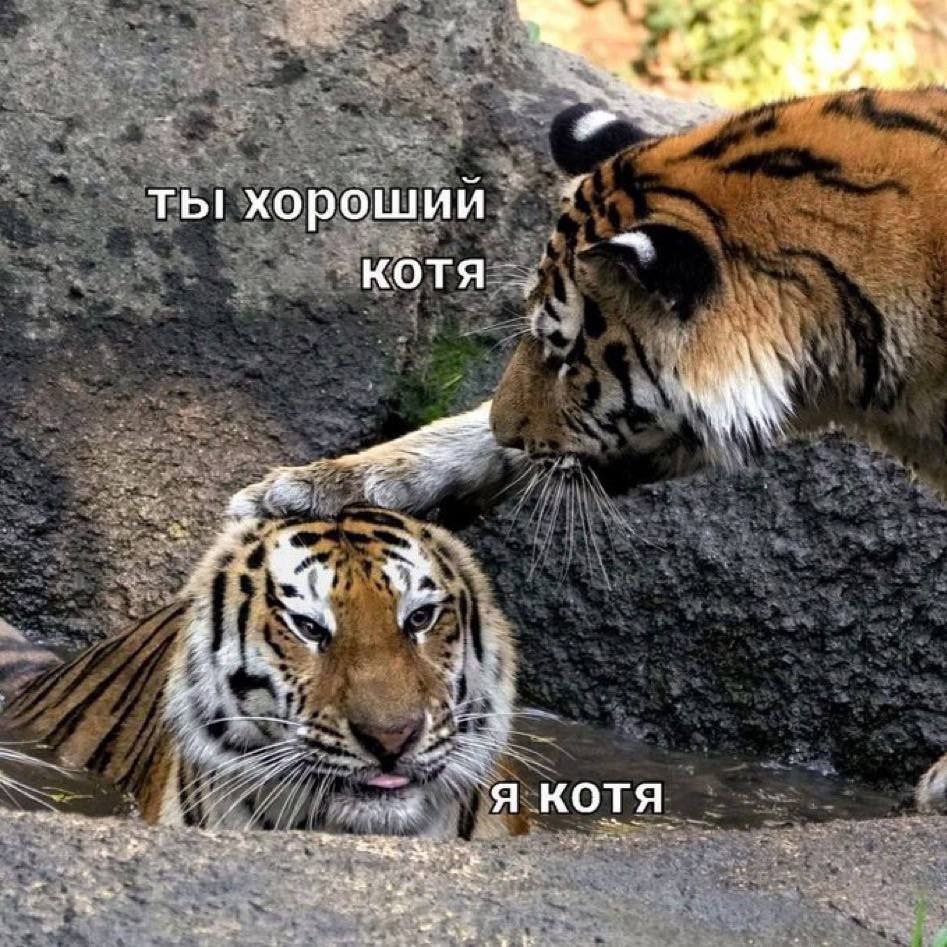 ты хороший КОТЯ `я котя
