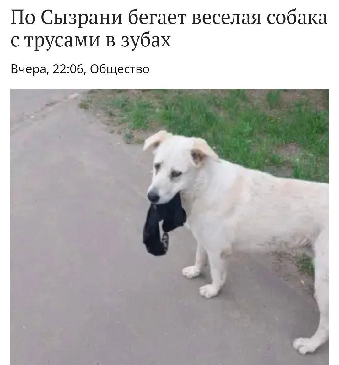 По Сызрани бегает веселая собака с трусами в зубах Вчера, 22:06, Общество