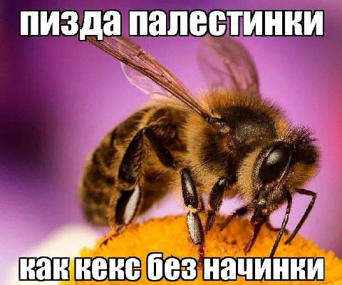 пизда палестинки без начинки