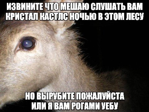 ИЗВИНИТЕ ЧТО. МЕШАЮ СЛУШАТЬ ВАМ КРИСТАЛ НОЧЬЮ В ЭТОМ ЛЕСУ i ВЫРУБИТЕ ПОЖАЛУИСТА ИЛИЯ ВАМ РОГАМИ УЕБУ