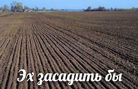 засадить