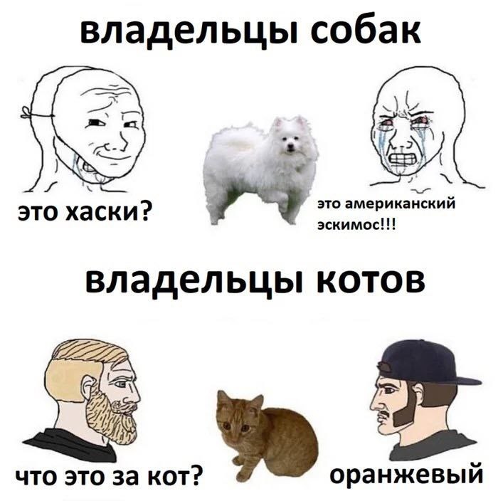 владельцы собак это хаски? эскимос!!! это американский владельцы котов что это за KOT?