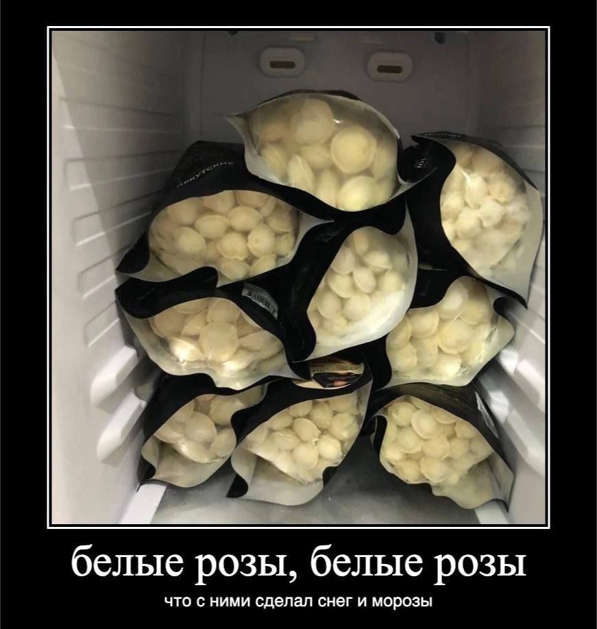 4 белые розы, белые розы что с ними сделал снег и морозы