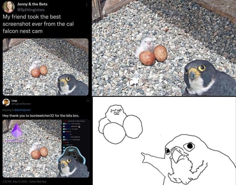 Jenny the Bets у My friend took the best screenshot ever from the cal falcon nest cam у о ALT Loop Hey thank you to burdwatcher32 for the bits bro. 4