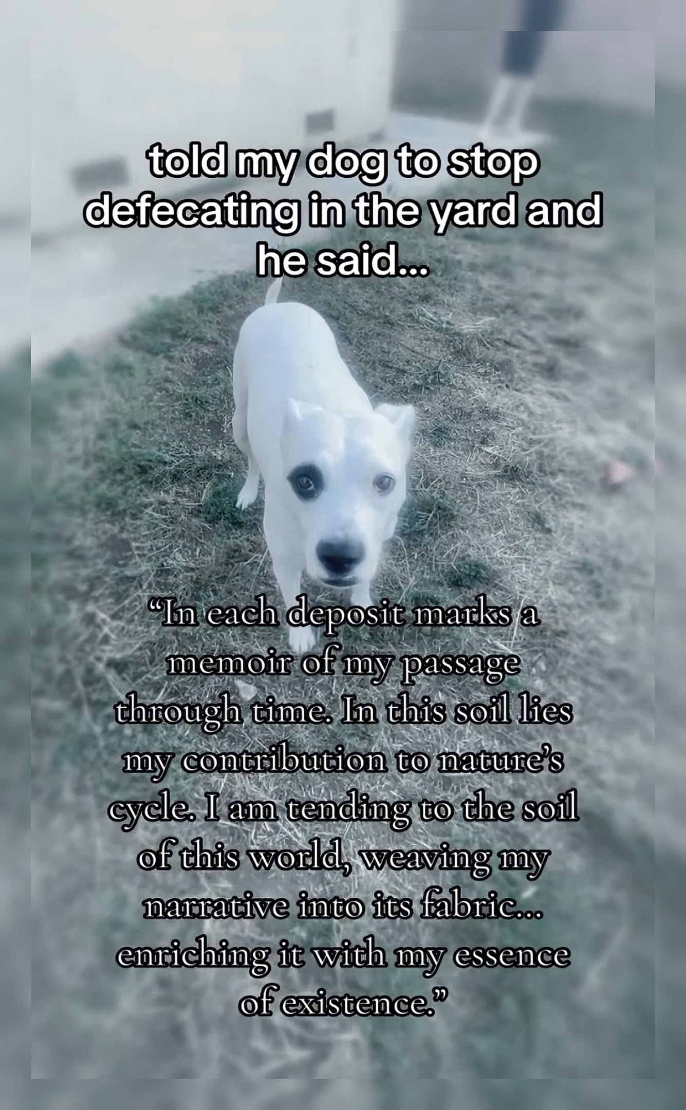 told my dog to stop defecating in the yard and he said... deposi rksja memoir of my through In soil my con cribution tO to the soil of this my narrative inte its fabric... enriching it with my essence