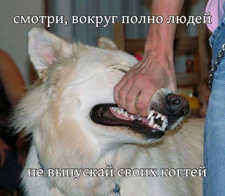 смотри, вокруг полно людей He выпускай с когтей