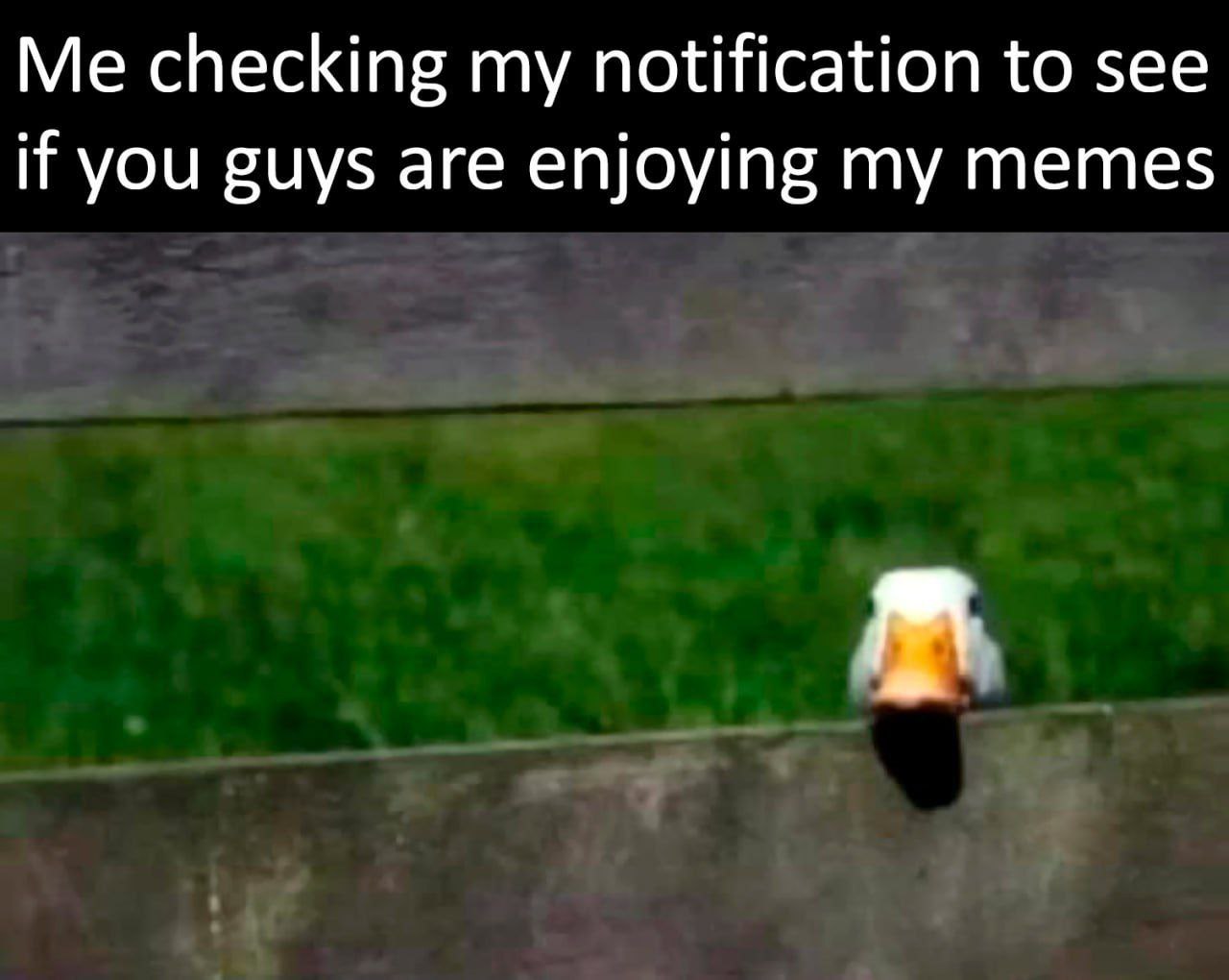 checking my notification to see if you guys are enjoying my memes