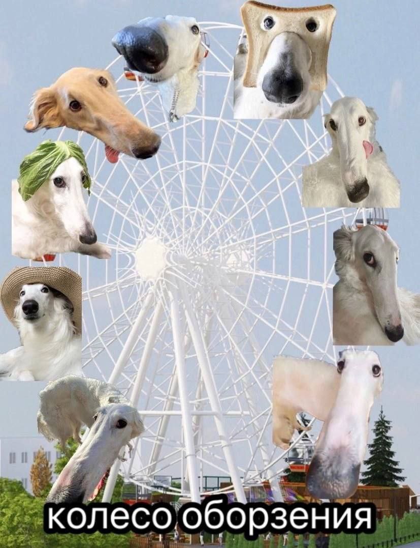 У An. AN a колесо оборзения