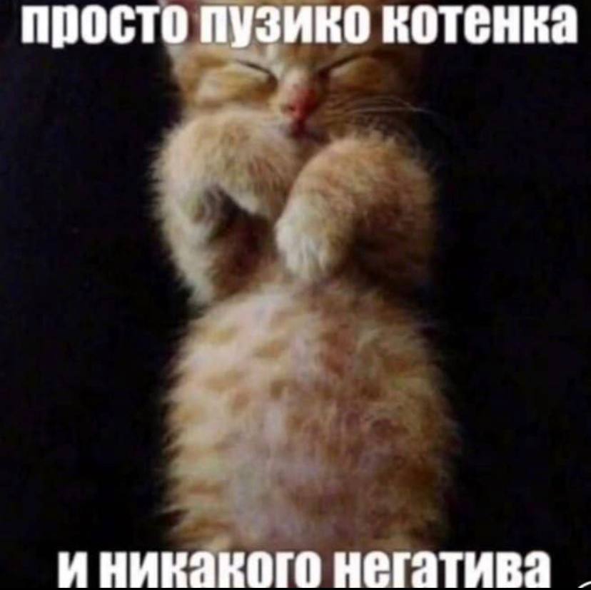 просто пузико котенка иникакого негатива