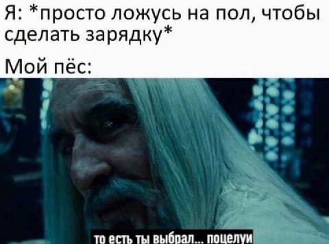 Я: *просто ложусь на пол, чтобы сделать зарядку* Мой пёс: то есть ты выбрал... поцелуи