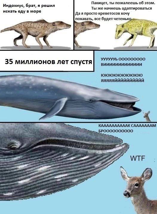 Индохиус, брат, я решил Пакицет, ты пожалеешь об этом. Ты же начнешь адаптироваться искать еду в море Да я просто креветосов хочу похавать, все будет УУУУУУЬ 000000000 35 миллионов лет спустя юююююююю