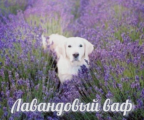 ваф