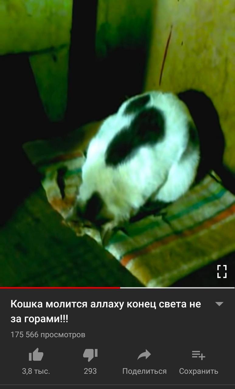 Кошка молится аллаху конец света не за горами!!! 175 566 просмотров 3,8 тыс. 293 Поделиться Сохранить