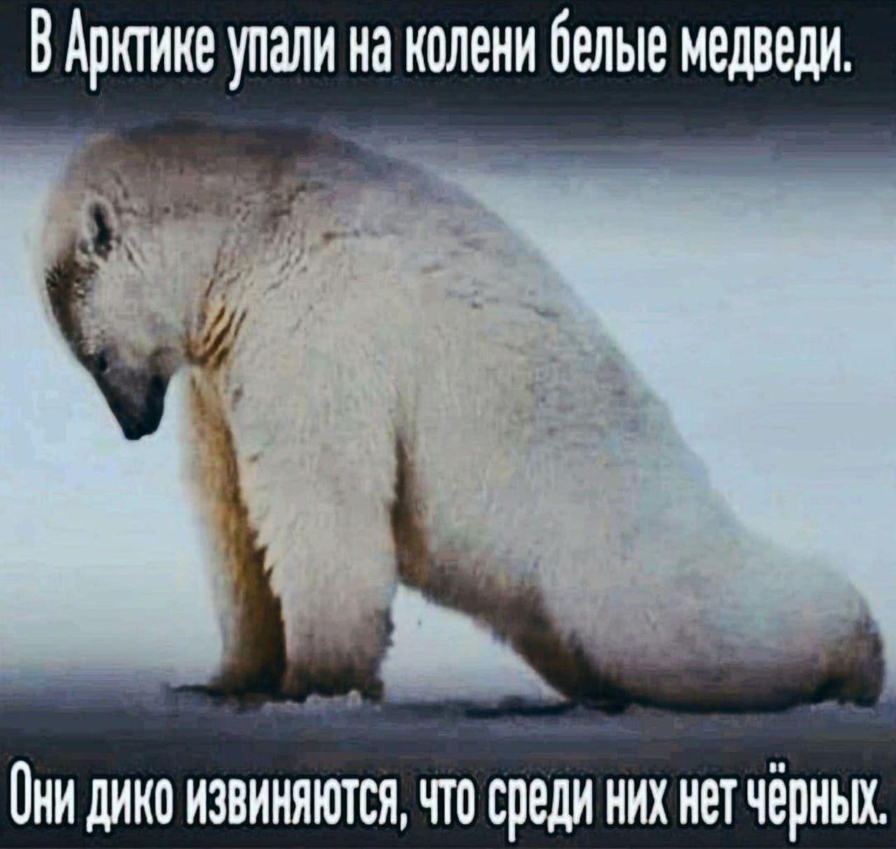 В Арктике упали на колени белые медведи. Они ДИКО ИЗВИНЯЮТСЯ, ЧТО среди них нет