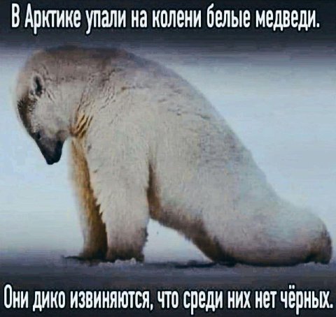 В Арктике упали на колени белые медведи. Они ДИКО ИЗВИНЯЮТСЯ, ЧТО среди них нет
