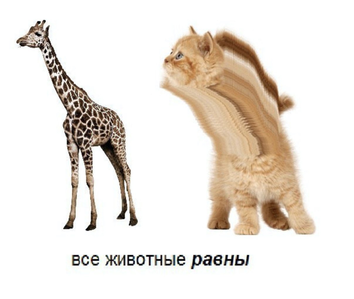 Yan 4, все животные равны