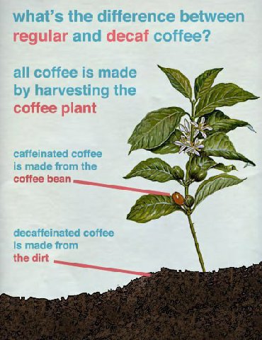 the difference between and decaf coffee? all coffee is made 4 пагуе coffee plant 4 caffeinated coffee is made from the a coffee bean decaffeinated coffee is made from the dirt