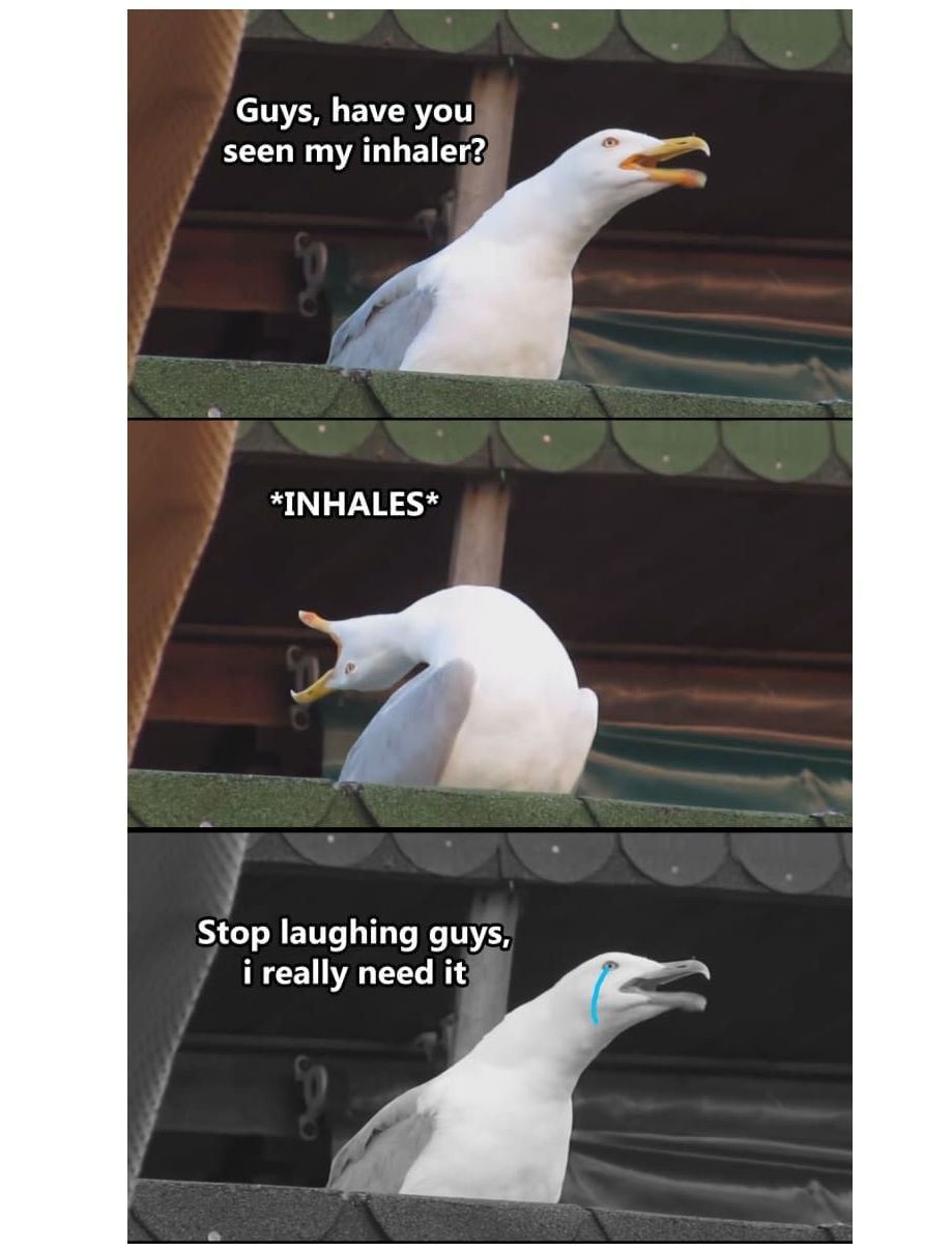 Guys, have you seen *INHALES* Stop laughing guys, i really need it