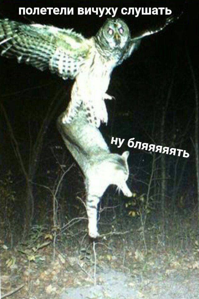 полетели вичуху слушать у 4. ну