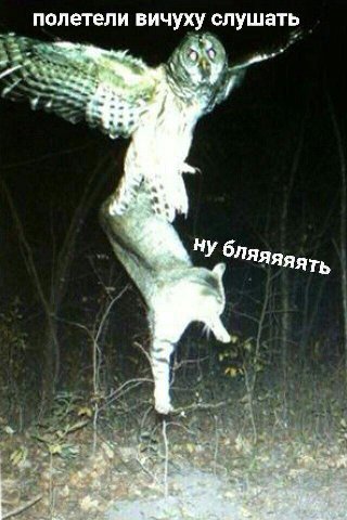 полетели вичуху слушать у 4. ну