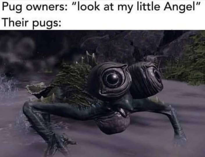 Pug owners: “look at my little Angel” Their pugs: