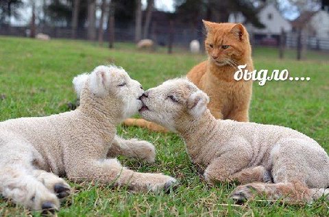 a cat 3 1 6} О 4 К у “9 A 4 55 Rad 2 4 79 у