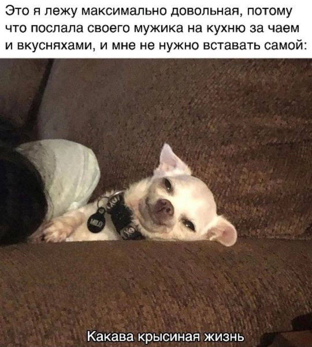 Это я лежу максимально довольная, потому что послала своего мужика на кухню за чаем и вкусняхами, и мне не нужно вставать самой: Какава крысиная жизнь