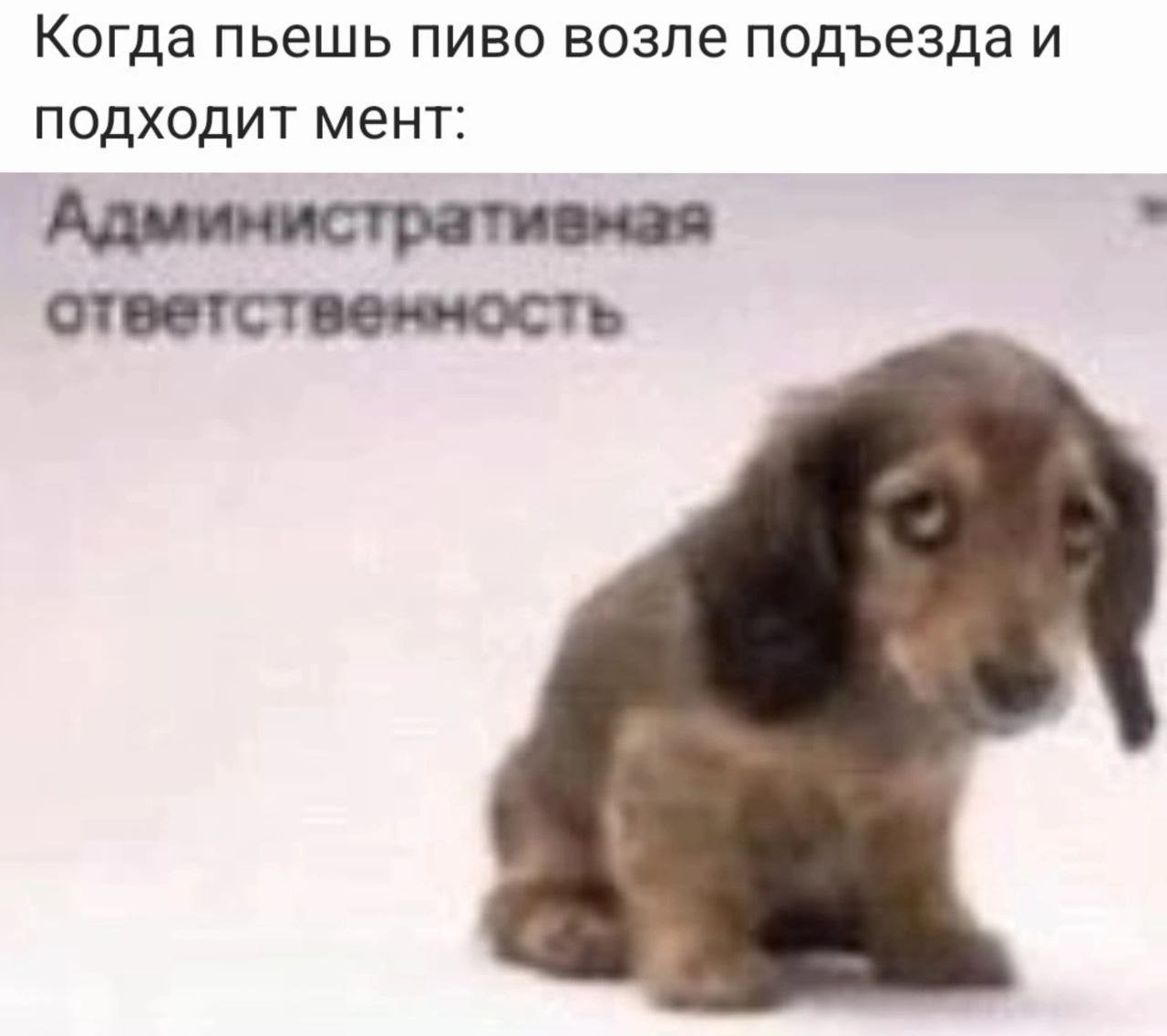 Когда пьешь пиво возле подъезда и подходит мент: