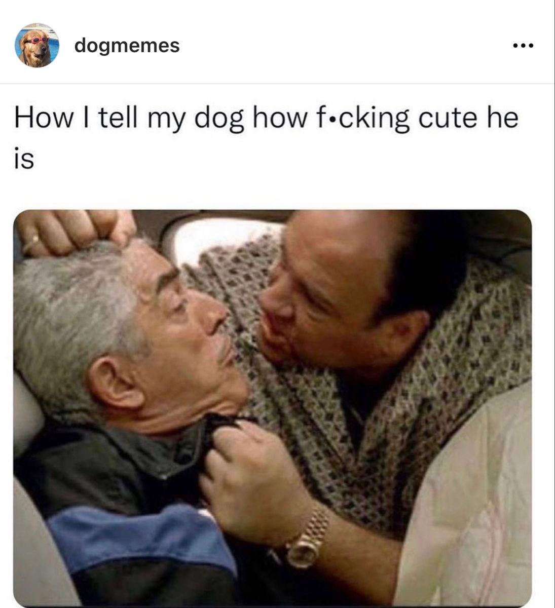 dogmemes tell my dog how f-cking cute he IS