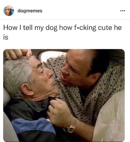 dogmemes tell my dog how f-cking cute he IS