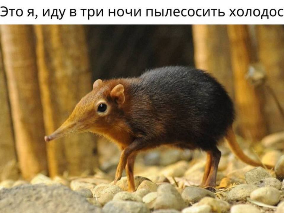 Это я, иду втри ночи пылесосить холодос