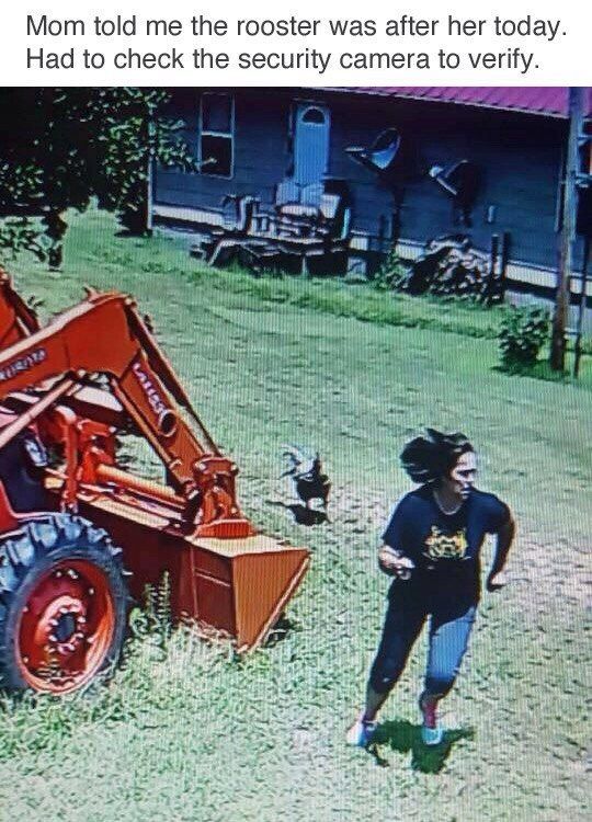 Mom told me the rooster was after her today. Had to check the security camera to verify. tet У:
