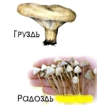 [PY3Ab PGAO3Ab