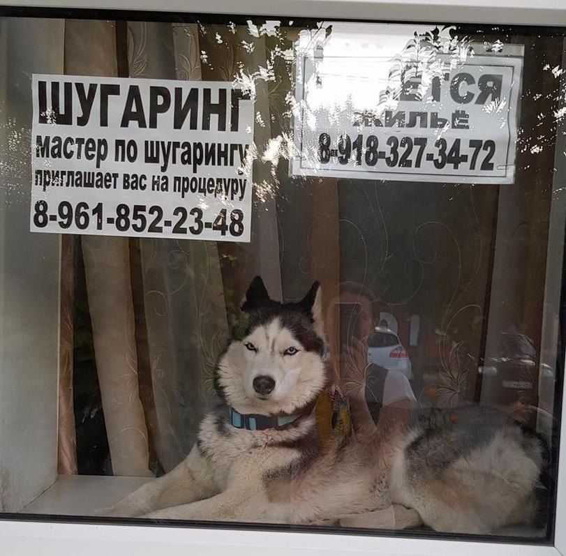 WE Wik 4 Я ЩУГ астер no шугарингу приглашает вас на npoyesypy 1-852.23- 48