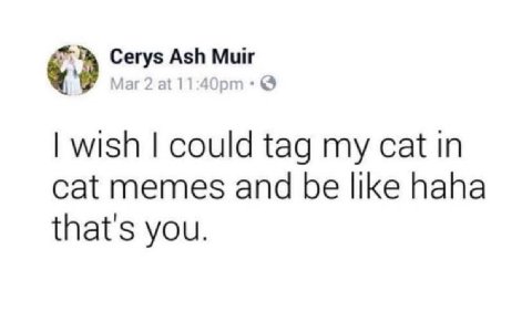Cerys Ash Muir Маг 2 at wish could tag cat In cat memes and be like haha that's you.