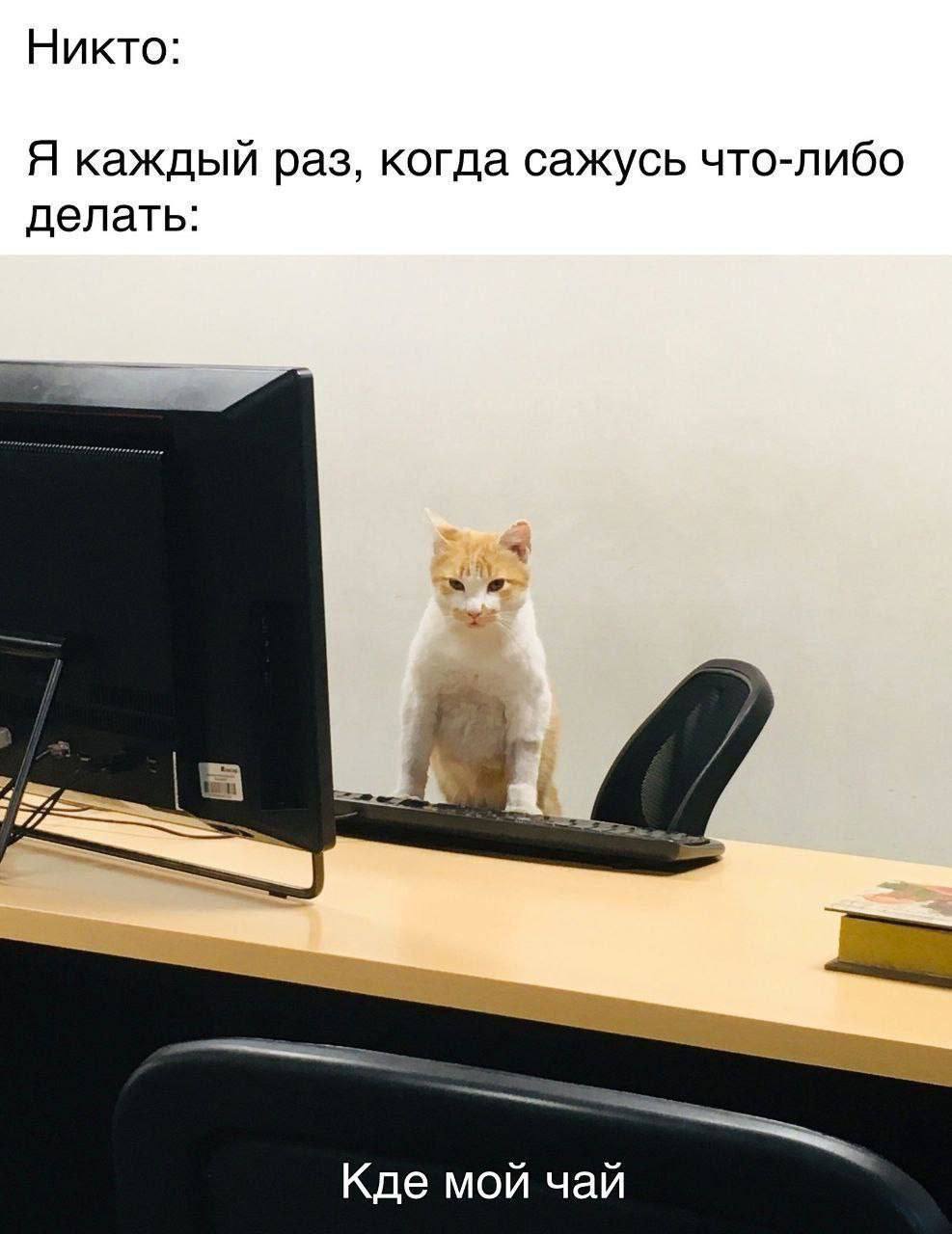 Никто: Я каждый раз, когда сажусь что-либо делать: Кде мой чай