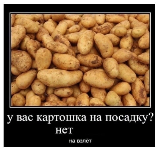 у вас картошка на посадку? нет на взлёт