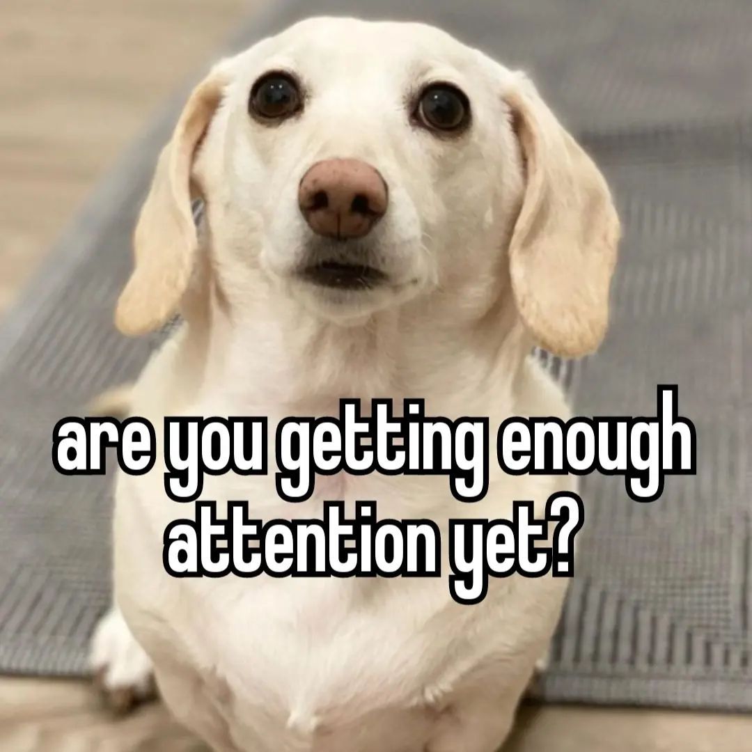 funny beige dog month