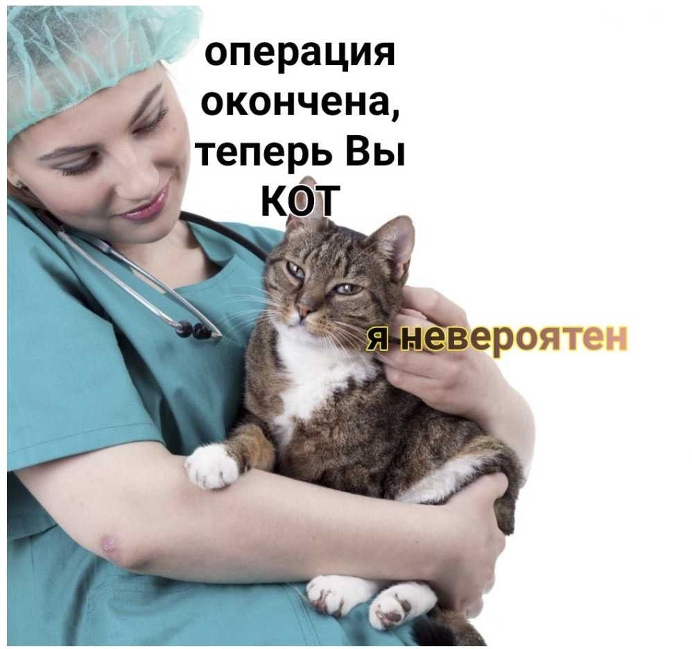 операция окончена, теперь Вы KOT невероятен