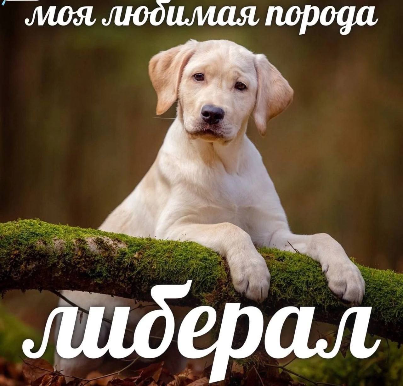 моя, любимая, порода лидер