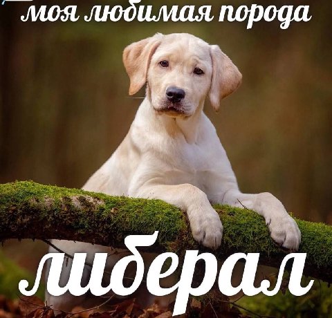 моя, любимая, порода лидер